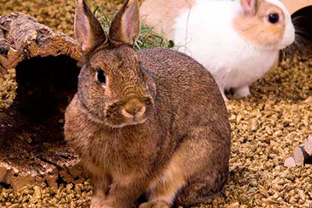Kaninchen in bunnyBedding Cosy