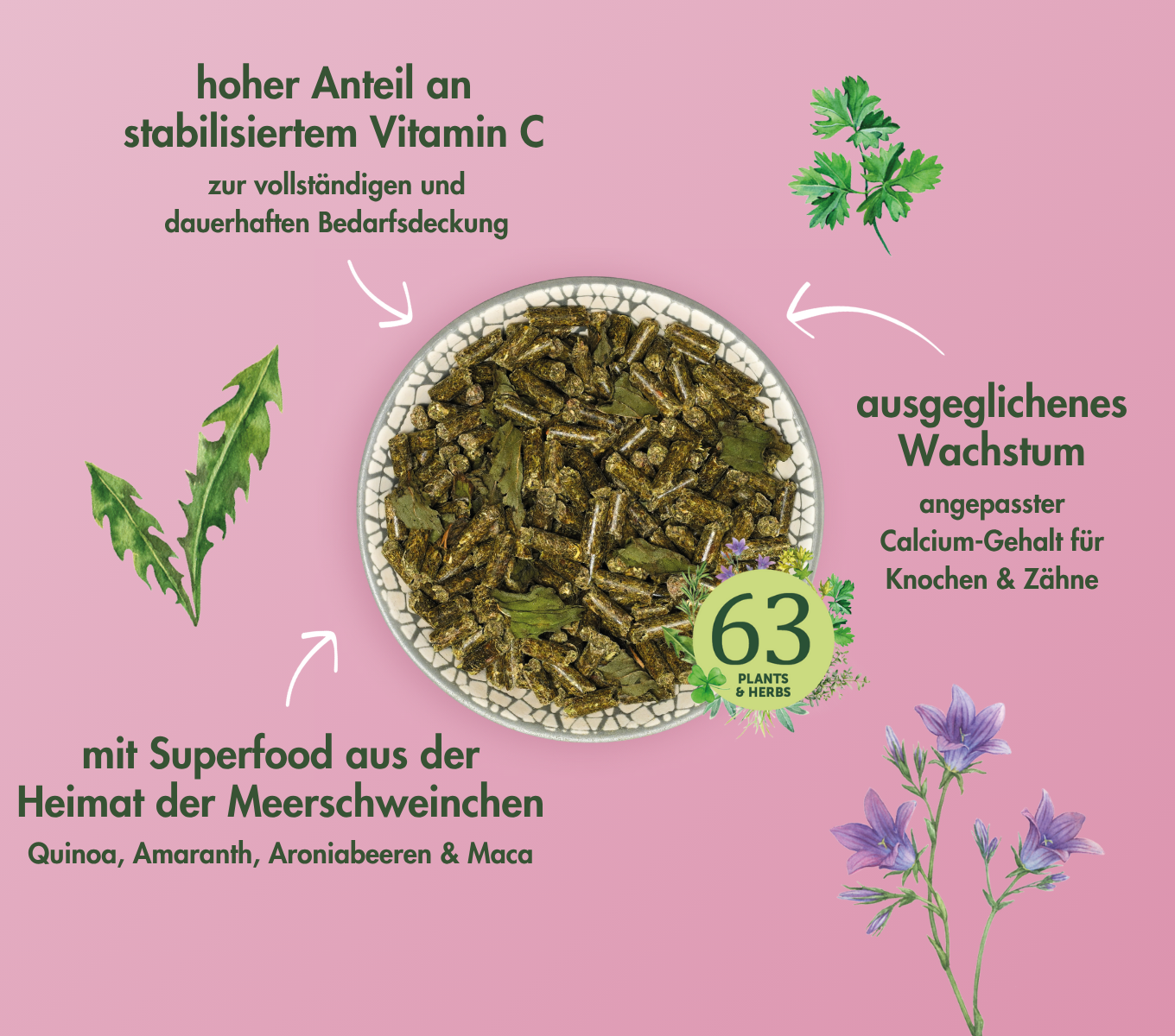 MeerschweinchenTraum YOUNG